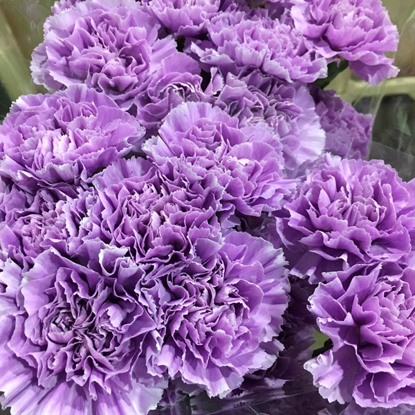 Carnation Moon Aqua Standard Carnation Carnations Flowers by